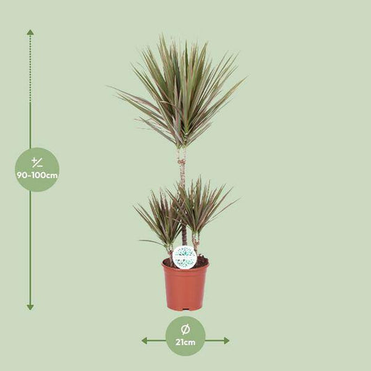 Drachenbaum - Dracaena Bicolor - Zimmerpflanze - Ø21cm - ↕95cm 