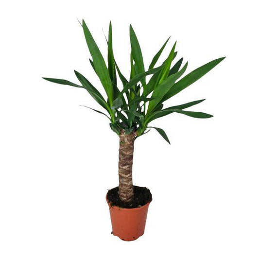 Palmlilie - Yucca - Zimmerpflanze - Ø14cm - ↕60cm 