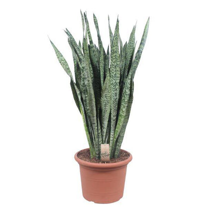 Ceylon-Bogenhanf – Sansevieria Zeylenica – Zimmerpflanze 110cm – Ø35cm – Pflegeleichte Grünpflanze für Wohnzimmer, Büro & Schlafzimmer – Luftreinigende Pflanze 
