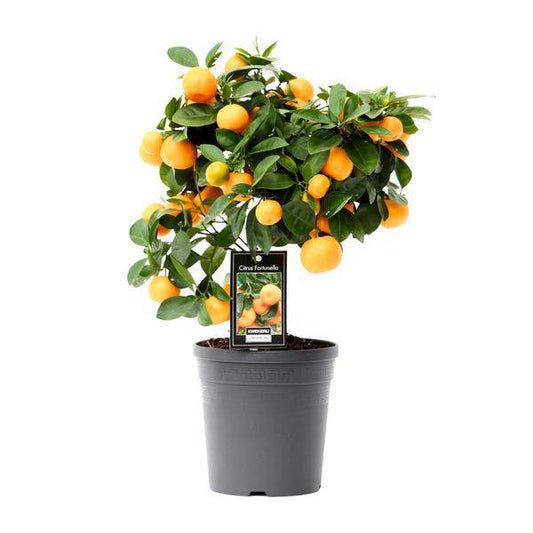 Orangenbaum - Calamondinorange - Citrus Calamondin - Zimmerpflanze - Ø15cm - ↕40cm 