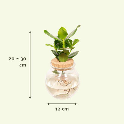 Balsamapfel Clusia Hydroponie-Mischung – Zimmerpflanze im Kugel-Glaskorken – Ø12cm – ca. 30cm hoch – pflegeleicht & wasserbasiert 