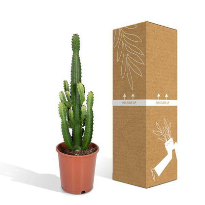 Kaktus-Wolfsmilch – Euphorbia Acrurensis (Cowboy-Kaktus) – Zimmerpflanze – Ø24cm ↕60–80cm – Sukkulente – Pflegeleicht – Exotisches Wüstendesign 