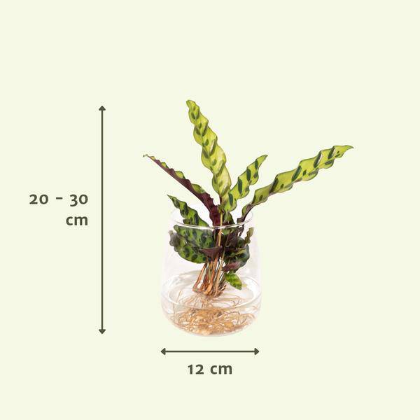 Korbmarante Calathea Insignis – Hydroponische Zimmerpflanze im Kingston-Glas – Ø12cm – 30cm Höhe – grünes dekoratives Laub – pflegeleicht & blütenfrei 