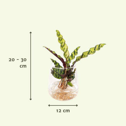 Korbmarante Calathea Insignis – Hydroponische Zimmerpflanze im Kingston-Glas – Ø12cm – 30cm Höhe – grünes dekoratives Laub – pflegeleicht & blütenfrei 