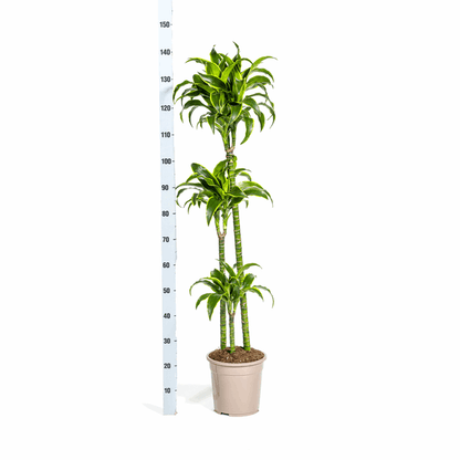 Dracaena Deremensis Dorado – Drachenbaum – Ø24cm – ↕120-140cm – Elegante Zimmerpflanze mit dunkelgrünen Blättern & gelbem Rand – Pflegeleicht & luftreinigend 