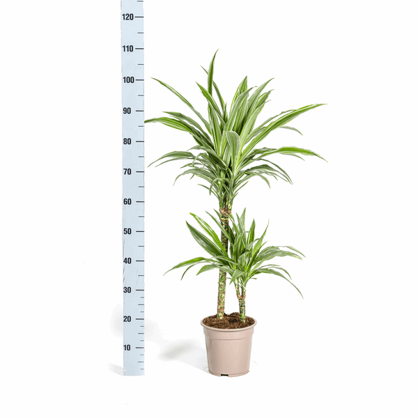 Dracaena Deremensis White Stripe – Drachenbaum – Ø19cm – ↕70-90cm – Elegante Zimmerpflanze mit weißen Blattstreifen – Pflegeleicht & luftreinigend 