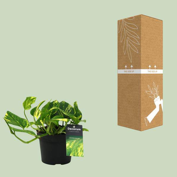 Efeutute - Scindapsus Epipremnum N'joy Gold - Zimmerpflanze - Ø12cm - ↕25cm 