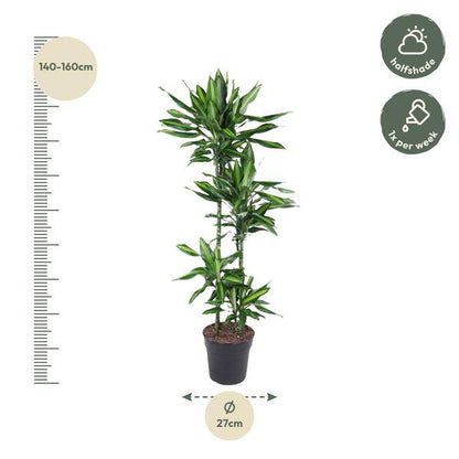 Drachenbaum – Dracaena Cintho 150cm – Ø27cm – Zimmerpflanze mit grünen Blättern & hellgrünem Rand – Tropische pflegeleichte Dekopflanze für Wohnzimmer, Büro & Wintergarten 