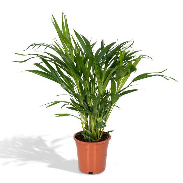 Goldfruchtpalme – Dypsis Lutescens – Areca Palme – Zimmerpflanze – Ø17cm ↕60cm – Luftreinigend – Tropisches Flair – Pflegeleicht – Halbschatten 