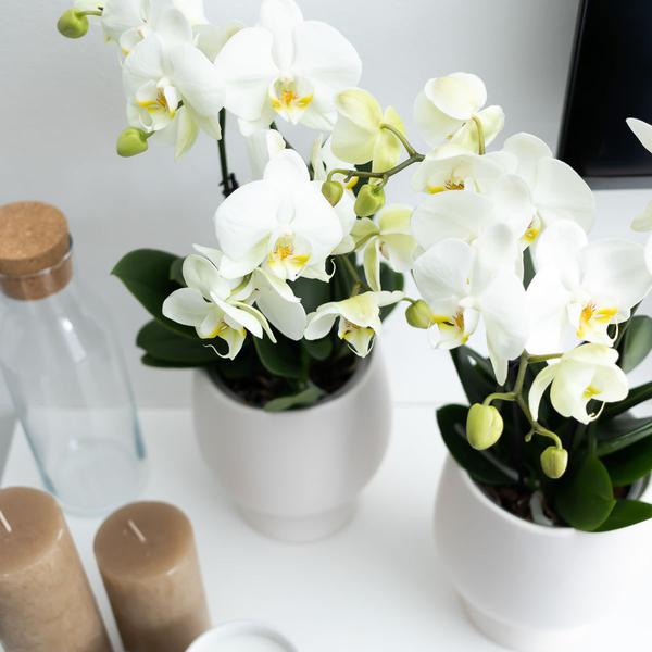 Weiße Phalaenopsis Orchidee Juwel Gent – Blühende Zimmerpflanze – Ø12cm – Elegante weiße Blüten – Perfekt für Zuhause & Büro 