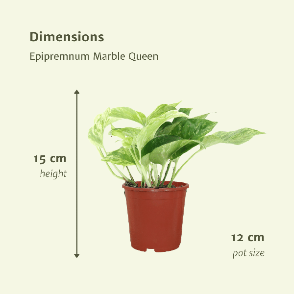 Efeutute - Epipremnum Marble Queen - Ø12cm - ↕15cm - 4 Stück 