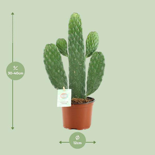 Feigenkaktus – Opuntia Rubescens Consolea – Zimmerpflanze – Ø12 cm Topf – ca. 35 cm hoch – Pflegeleicht & dekorativ – Kaktus für Wohnung & Büro 