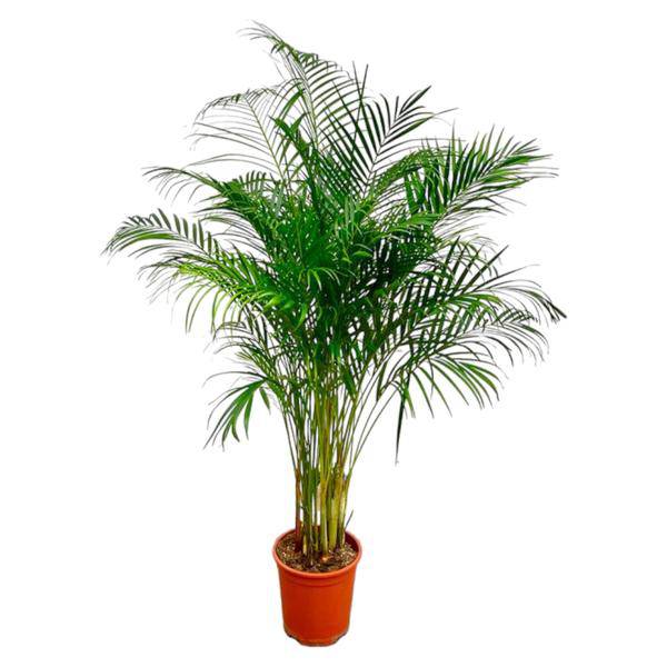 Goldfruchtpalme – Dypsis Lutescens – Areca-Palme – Zimmerpflanze – ca. 170 cm hoch – Ø24 cm Topf – Tropisches Flair für Innenräume – Luftreinigend & Pflegeleicht 