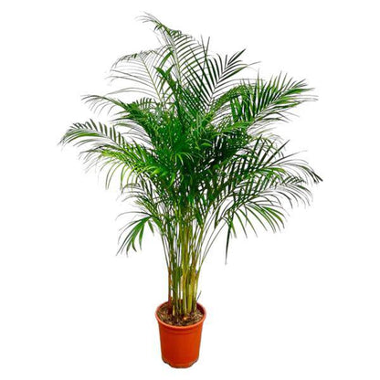 Goldfruchtpalme – Dypsis Lutescens – Areca-Palme – Zimmerpflanze – ca. 170 cm hoch – Ø24 cm Topf – Tropisches Flair für Innenräume – Luftreinigend & Pflegeleicht 