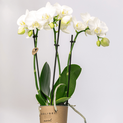 Weiße Phalaenopsis Orchideen – Amabilis – 2 Pflanzen – Blühende Zimmerpflanze Ø9cm – Multiflora-Orchidee mit 2–3 Zweigen 