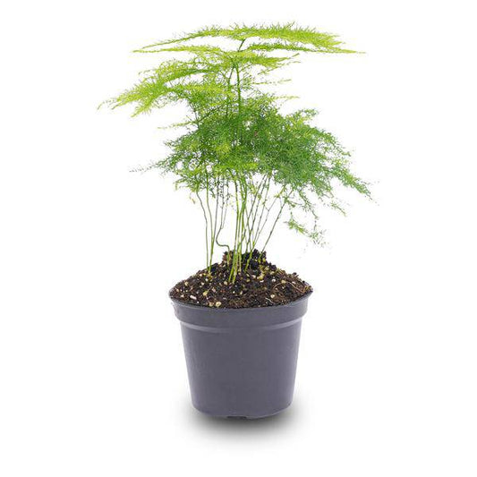 Zierspargel - Asparagus Setaceuse Plumosus - Terrarienpflanze - Topfgröße 6 