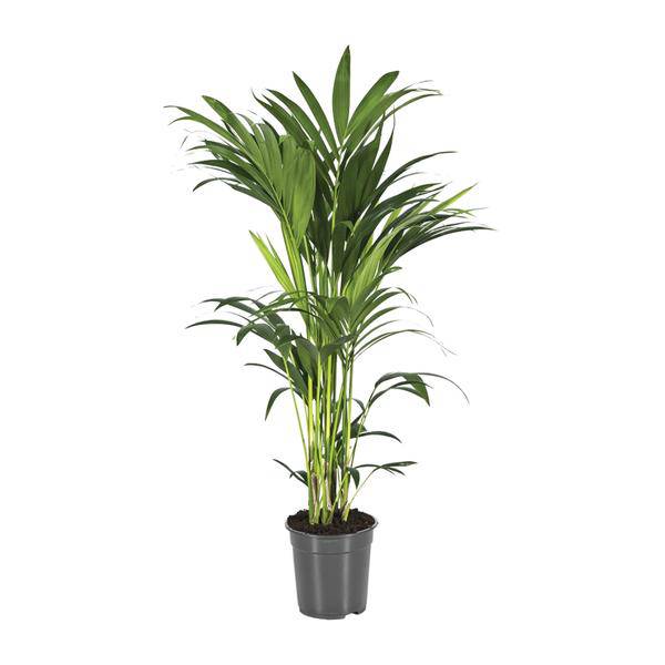 Kentiapalme - Howea Forsteriana - Zimmerpflanze - Ø21cm - ↕110cm 