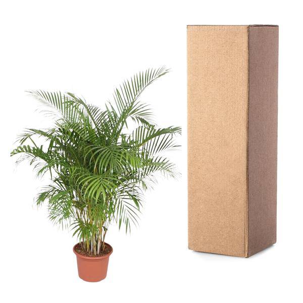 Goldfruchtpalme Dypsis Lutescens – Areca-Palme – 200cm hoch – Ø40cm – Große tropische Zimmerpflanze mit federartigen Blättern – Pflegeleicht & dekorativ – Für Wohnzimmer, Büro & Innenräume 