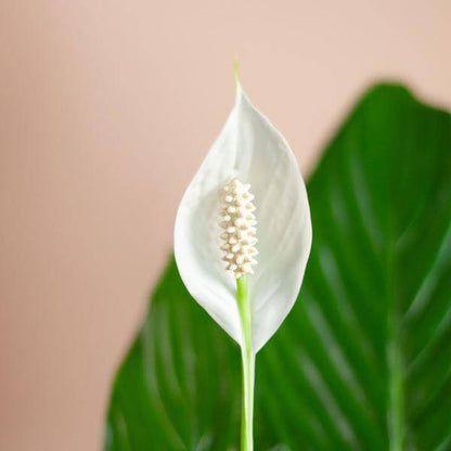 Scheidenblatt – Spathiphyllum – ↕80 cm – Ø21 cm-Topf + Naturkorb „Sofia“ – Zimmerpflanze mit weißen Blüten – Pflegeleicht & luftreinigend 