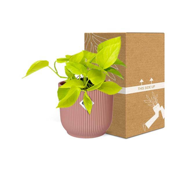 Efeutute - Epipremnum Pinnatum 'Golden Pothos' - Zimmerpflanze + Topf Vibes Fold 14cm Rosa 