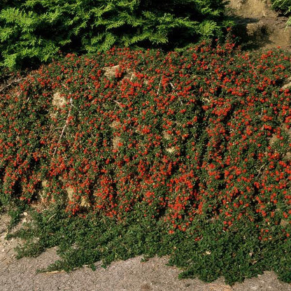Teppichmispel Cotoneaster prostratus 'Königin der Teppiche' – ↕10-25cm – Ø9cm – 6 Pflanzen – Robuster Bodendecker – Weiße Blüten & rote Beeren – Sonne & Schatten – Pflegeleicht 
