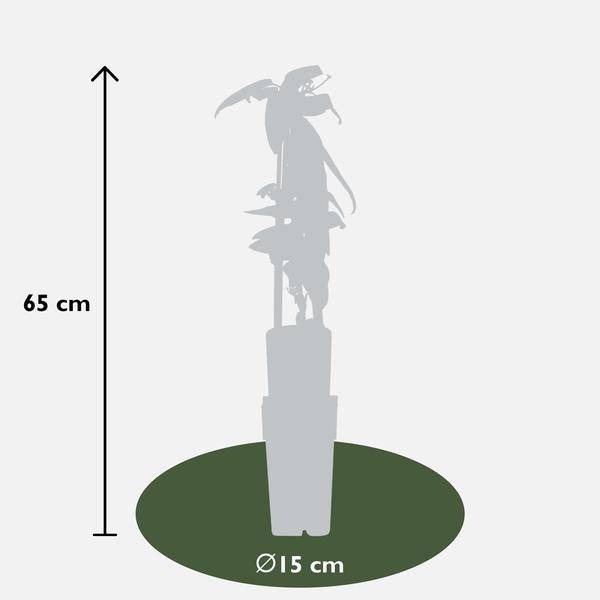 Armands Waldrebe - Clematis armandii - Immergrüne Clematis Weiß - Ø15cm - ↕65cm 