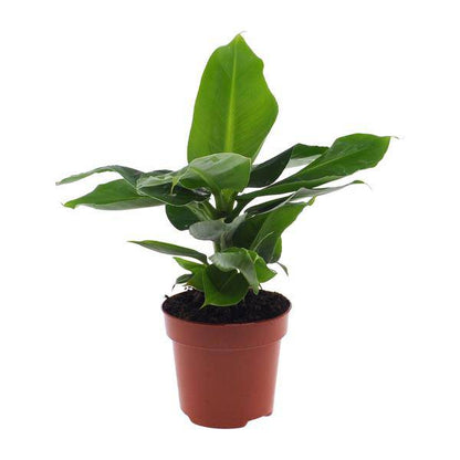 Bananenbaum Musa 'Oriental Dwarf' – Zwergbanane – Zimmerpflanze – Ø12cm – 35cm Höhe – tropisch & pflegeleicht 
