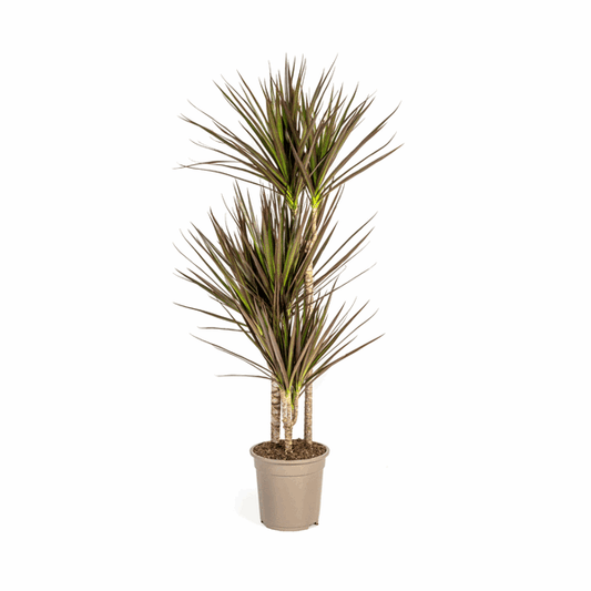 Dracaena Marginata Magenta – Drachenbaum – Zimmerpflanze Ø21cm ↕110-130cm – Schlank & Exotisch 