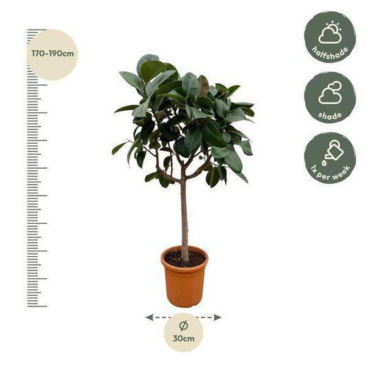 Gummibaum – Ficus Elastica Robusta – 200 cm hoch – Ø40 cm Topf – Große Zimmerpflanze mit glänzenden Blättern – Pflegeleicht & luftreinigend – Ideal für Wohnzimmer & Büro 