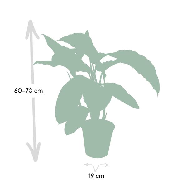 Calathea Warscewiczii – Pfauenpflanze – Ø19cm x H70cm – Samtige Zimmerpflanze mit gemusterten Blättern – Für schattige Standorte – Pflegeleicht – Direkt aus der Gärtnerei 