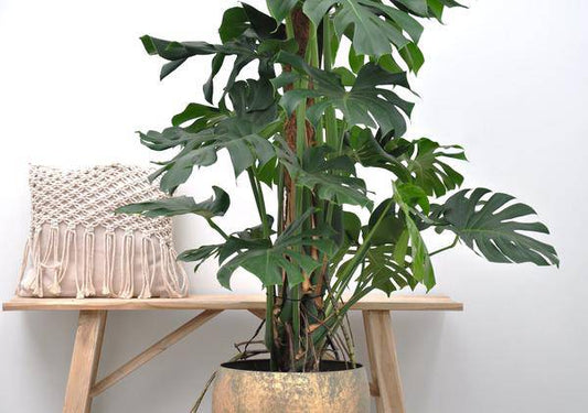 Monstera Deliciosa – Köstliches Fensterblatt – Zimmerpflanze 150cm – Ø27cm – Tropische XXL-Pflanze mit großen grünen Blättern – Dekorative Kübelpflanze für Wohnzimmer & Büro – Pflegeleicht 