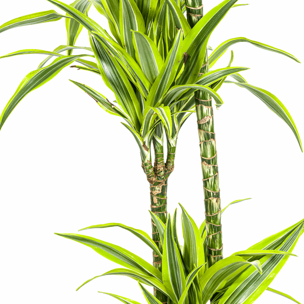 Dracaena Deremensis Lemon Lime – Drachenbaum – Ø24cm – ↕130-150cm – Exotische Zimmerpflanze mit grün-gelben Blättern – Pflegeleicht & luftreinigend 