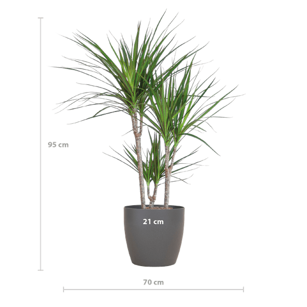 Drachenbaum – Dracaena Marginata – ↕95 cm – Ø21 cm-Topf + Design-Topf „Viber“ Grau – Pflegeleichte Zimmerpflanze – Luftreinigend & dekorativ 