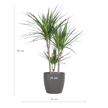 Drachenbaum – Dracaena Marginata – ↕95 cm – Ø21 cm-Topf + Design-Topf „Viber“ Grau – Pflegeleichte Zimmerpflanze – Luftreinigend & dekorativ 