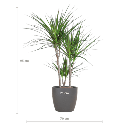 Drachenbaum – Dracaena Marginata – ↕95 cm – Ø21 cm-Topf + Design-Topf „Viber“ Grau – Pflegeleichte Zimmerpflanze – Luftreinigend & dekorativ 