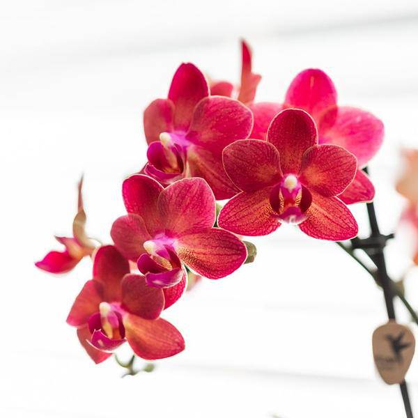 Phalaenopsis Orchidee Rot - Congo + Gummitopf Travertin - Topfgröße Ø9cm - 40cm - blühende Zimmerpflanze 
