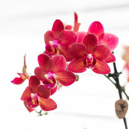 Phalaenopsis Orchidee Rot - Congo + Gummitopf Travertin - Topfgröße Ø9cm - 40cm - blühende Zimmerpflanze 