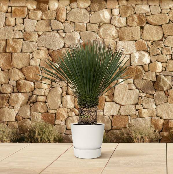 Palmlilie – Yucca Rostrata 100cm – Ø38cm – Exotische Wüstenpflanze mit blaugrauen Blättern – Pflegeleichte Zimmer- & Kübelpflanze für Wohnzimmer, Terrasse & Garten 