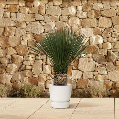 Palmlilie – Yucca Rostrata 100cm – Ø38cm – Exotische Wüstenpflanze mit blaugrauen Blättern – Pflegeleichte Zimmer- & Kübelpflanze für Wohnzimmer, Terrasse & Garten 