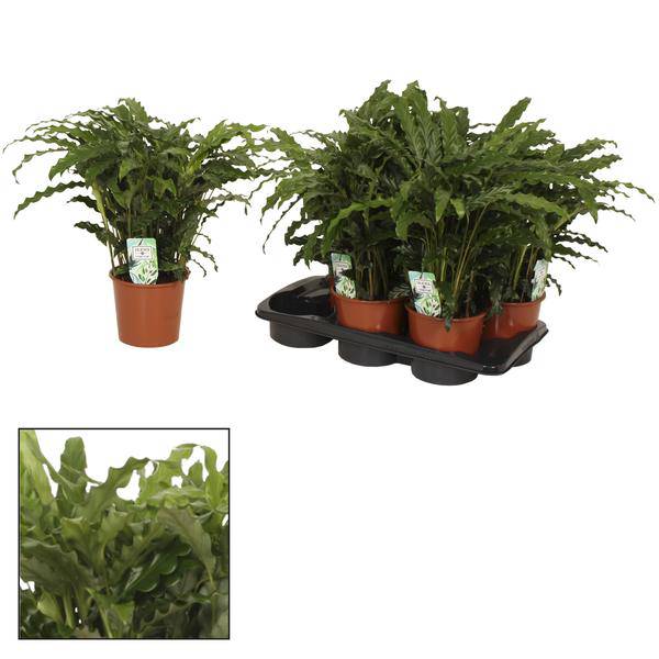 Korbmarante Calathea Bluegrass – Zimmerpflanze – Ø17 cm – Ca. 65 cm hoch – Luxuriöses Laub mit violett-grünem Farbkontrast – Pflegeleichte Pflanze für indirektes Licht 