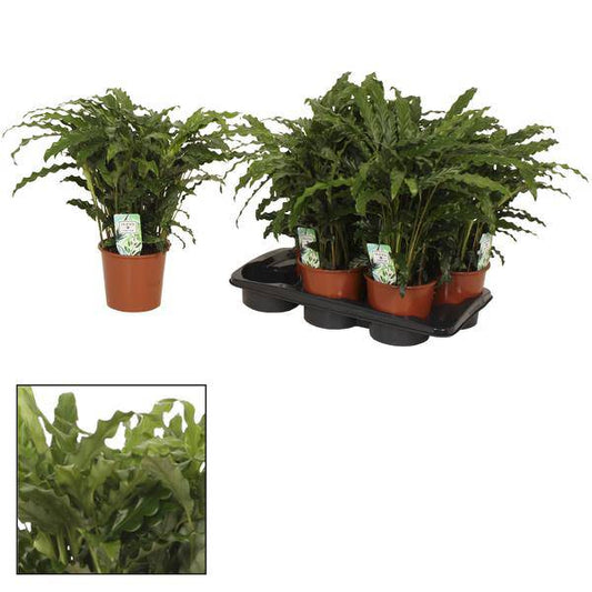 Korbmarante Calathea Bluegrass – Zimmerpflanze – Ø17 cm – Ca. 65 cm hoch – Luxuriöses Laub mit violett-grünem Farbkontrast – Pflegeleichte Pflanze für indirektes Licht 