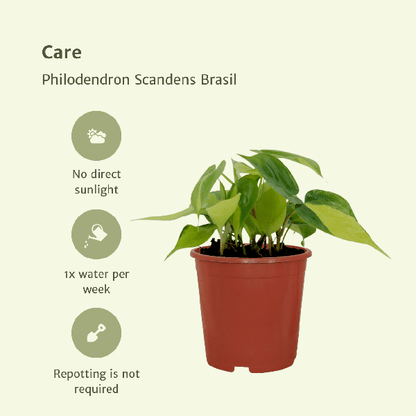 Baumfreund - Philodendron Scandens Brasil - Zimmerpflanze - Ø12cm - ↕15cm - 4 Stück 