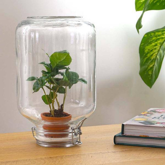 Flaschengarten - Easyplant mit Coffea Arabica – Selbstversorgendes Terrarium – Lebende Zimmerpflanze im italienischen Glas – Nur einmal gießen – Perfekt für Pflegeleichte Grünpflanzen 