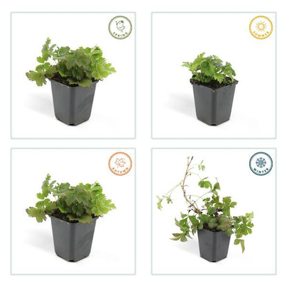 Waldsteinie - Waldsteinia ternata - ↕10-25cm - Ø9cm - 60 Pflanzen – Robuste Bodendeckerpflanze mit gelben Blüten – Sonnig & Halbschattig – Pflegeleicht 