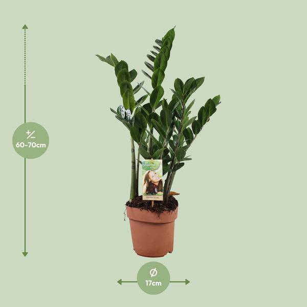 Glücksfeder - Zamioculcas Zamiifolia - Zimmerpflanze - Ø17cm - ↕70cm 