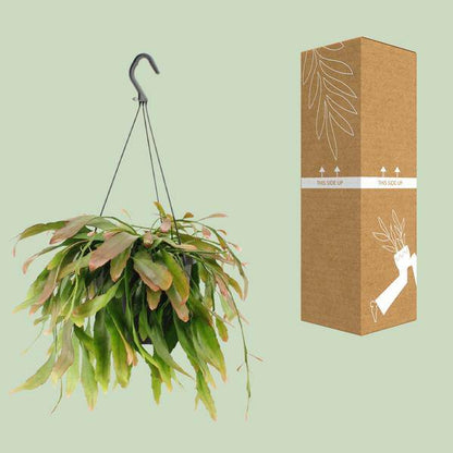 Korallenkaktus - Rhipsalis Rote Koralle - Zimmerpflanze - Ø17cm - ↕25cm 