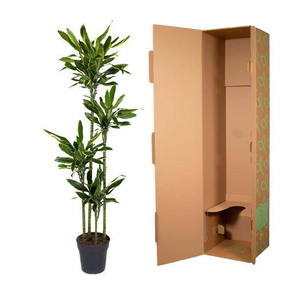 Drachenbaum – Dracaena Golden Coast 170cm – Ø27cm – Exotische Zimmerpflanze mit grünen und goldenen Blättern – Pflegeleichte Grünpflanze für Büro, Wohnzimmer & Wintergarten 