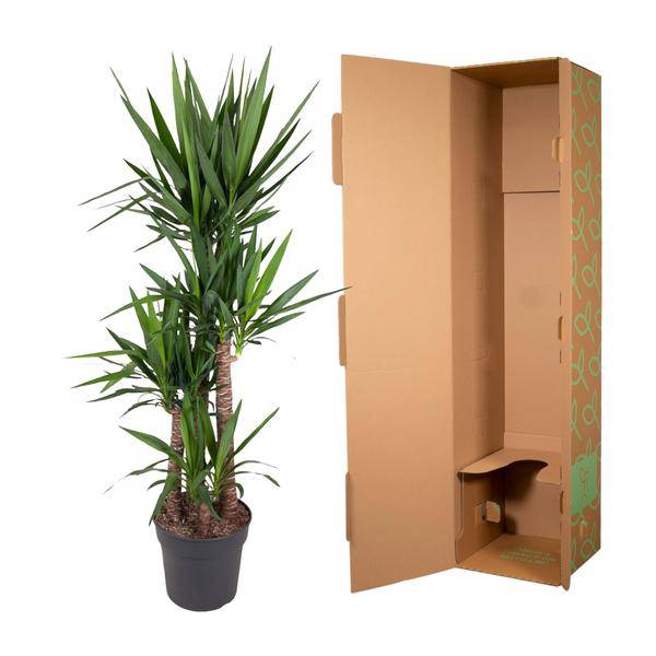Riesen-Palmlilie – Yucca Elephantipes – Zimmerpflanze – Ø34cm – ↕180cm – Pflegeleicht & Robust – Für Innen & Außen 