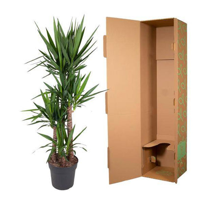 Riesen-Palmlilie – Yucca Elephantipes – Zimmerpflanze – Ø34cm – ↕180cm – Pflegeleicht & Robust – Für Innen & Außen 