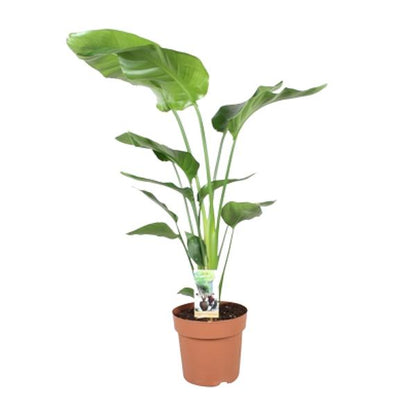 Baum-Strelitzie - Strelitzia Nicolai - Zimmerpflanze - Ø21cm - ↕90cm 